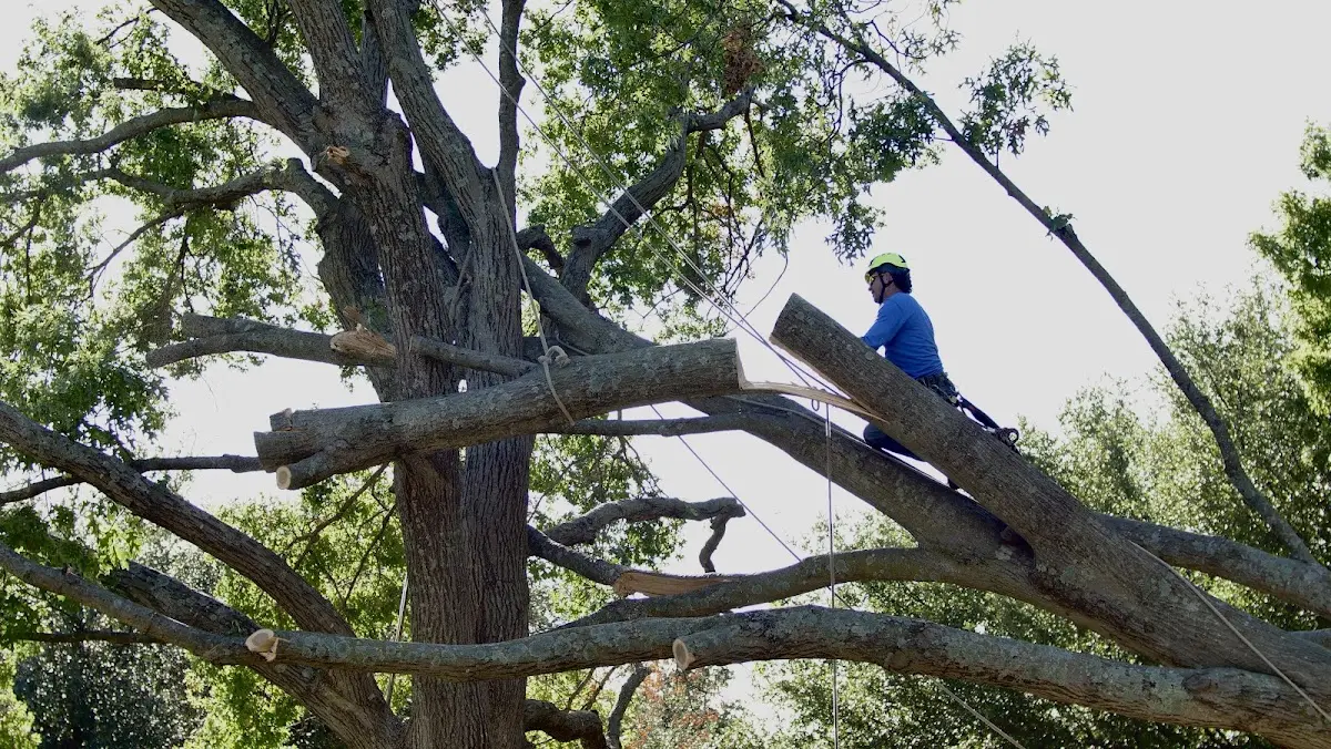 Professional Hazardous Tree Removal performed by certified arborists in Junction