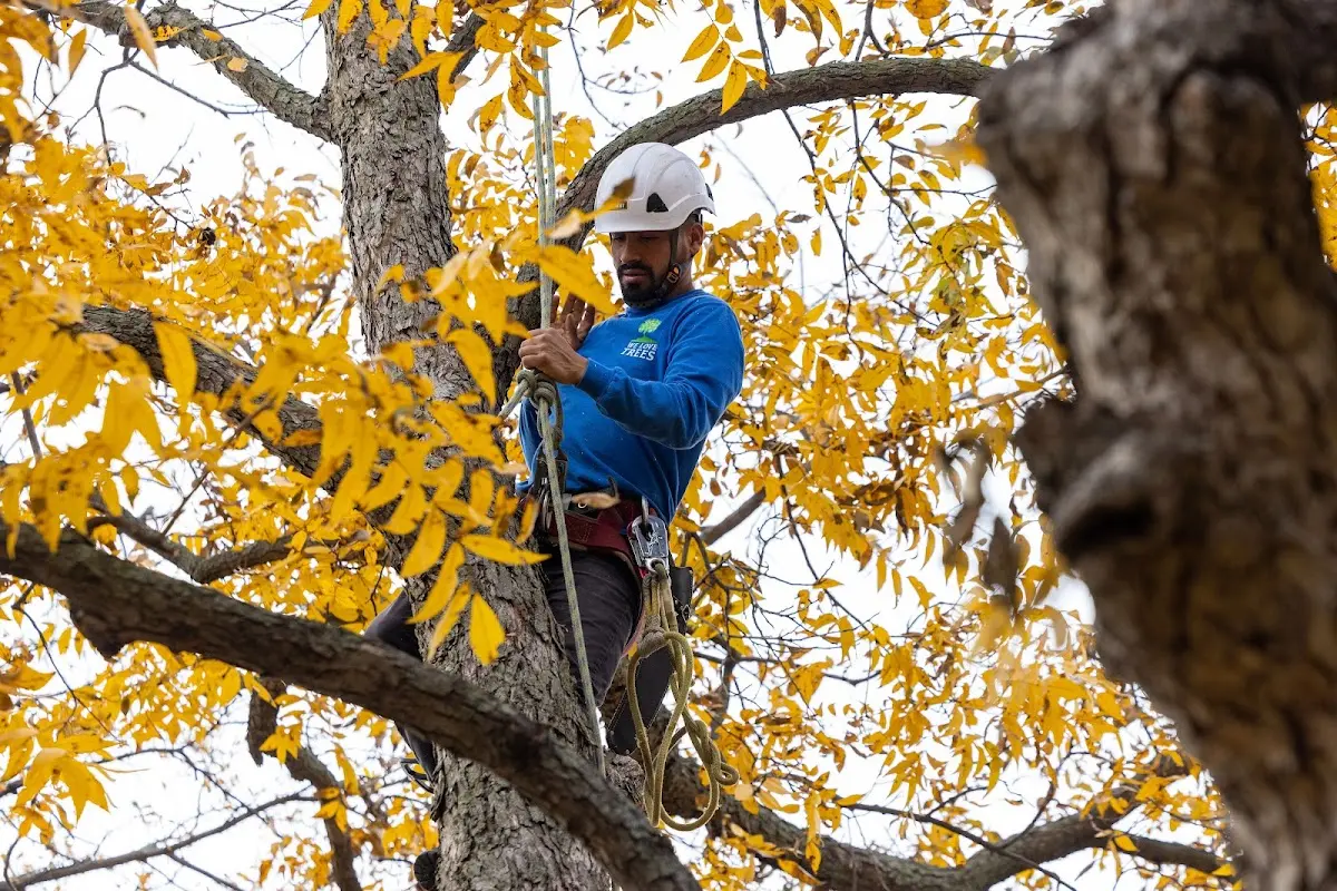 Skilled Dead Tree Removal crew working in Junction